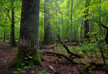 Pies w parku narodowym Pies w parku narodowym