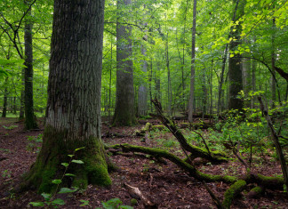 Pies w parku narodowym Pies w parku narodowym