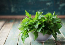 Pokrzywa – zdrowy chwast Pokrzywa zdrowy chwast