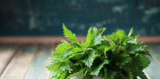 Pokrzywa – zdrowy chwast Pokrzywa zdrowy chwast