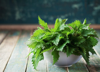 Pokrzywa – zdrowy chwast Pokrzywa zdrowy chwast