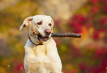 Baw się z psem! Zabawy z psem