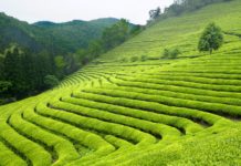 Herbata zielona – co warto o niej wiedzieć? Pola zielonej herbaty