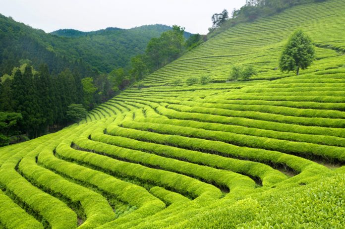 Pola zielonej herbaty