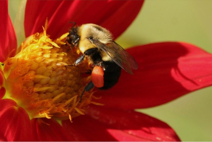 Pszczółka na kwiatku