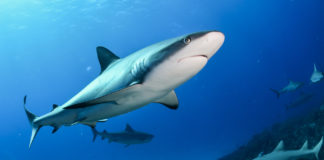 Olej z wątroby rekina – hit czy kit? olej z wątroby rekina