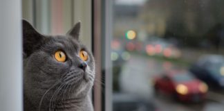 Idealna karma dla kotów, czyli jaka? Kot w oknie