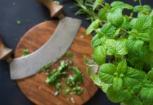 Melisa – właściwości lecznicze i zastosowanie właściwości melisy