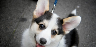 Czy każdego psa można wychować? tresura psa