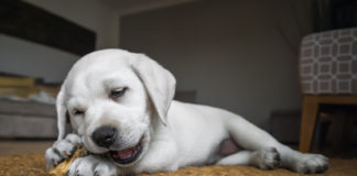 Jakie gryzaki będą najbardziej odpowiednie dla szczeniąt? Gryzak i szczeniak