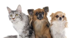 Stwórz idealną wyprawkę dla psa i kota Psy i koty