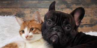 Masz psa albo kota? Pomyśl o akcesoriach dla swojego pupila! Jak pies z kotem