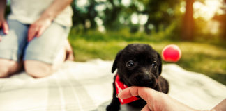 Dlaczego szczeniak gryzie? Jak oduczyć szczeniaka gryzienia? Szczeniak gryzie rękę