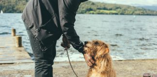 Jaka jest najlepsza karma dla psa? Pies z opiekunem na spacerze