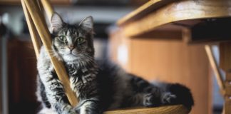 Jak karmić kota? Kluczem jest białko! Kot na krześle