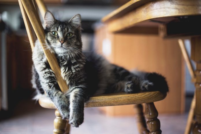 Kot na krześle