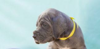 5 zasad, o których powinien pamiętać latem każdy właściciel psa Pies na plaży