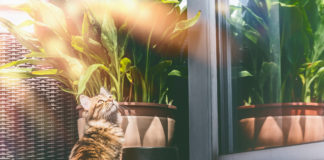 Domowe zabezpieczenia dla kotów – zadbaj o bezpieczeństwo pupila! kot na balkonie