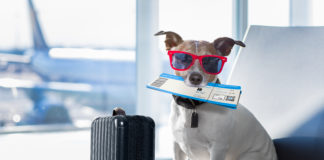 Kupujemy bilet lotniczy – krok po kroku zakup biletu lotniczego