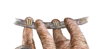 Christel Petitcollin o myśleniu Leniwiec nawiązujący do okładki książki Jak mniej myśleć. Dla analizujących bez końca i wysoko wrażliwych