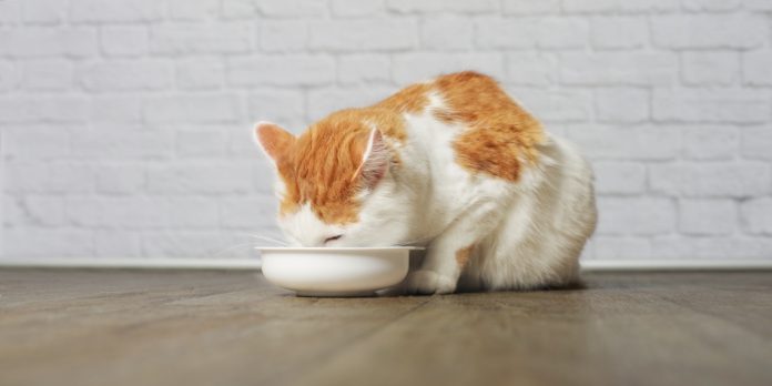 rudo-biały kot jedzący z miski
