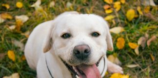 Jak walczyć z alergicznym zapaleniem skóry u czworonogów? pchle alergiczne zapalenie skóry