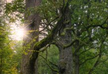 Najpiękniejsze lasy i parki w Polsce Białowieski Park Narodowy