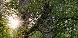 Najpiękniejsze lasy i parki w Polsce Białowieski Park Narodowy