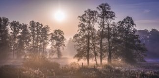 Kampinoski Park Narodowy – zielone płuca Warszawy jesienny poranek w Puszczy Kampinoskiej