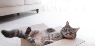 Jak nauczyć kota czystości? Jakie akcesoria okażą się najlepsze?