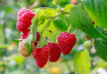 Jak sadzić maliny i kiedy to zrobić? maliny owoce