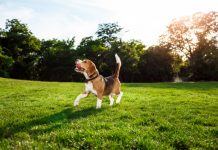 4 powody dla których warto szkolić psa szkolenie psów