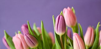 Jak sadzić tulipany? jak sadzić tulipany