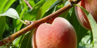 Brzoskwinia Harnaś – najpopularniejsza w Polsce odmiana brzoskwini brzoskwinia na gałęzi