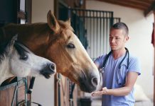 Infekcje skórne u koni – jak je rozpoznawać? Jak im przeciwdziałać? weterynarz konie