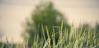 Przykładowe zastosowania dla kratek trawnikowych trawa trawnik