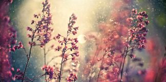 Kwiaty i rośliny na balkonie – które najlepiej się utrzymają? Jak możemy im w tym pomóc?