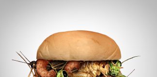 Jadalne owady wkrótce na talerzach Polaków? hamburger z owadami