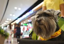 Wózki dla psów – jak znaleźć idealny model? wózek dla psa