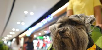 Wózki dla psów – jak znaleźć idealny model? wózek dla psa