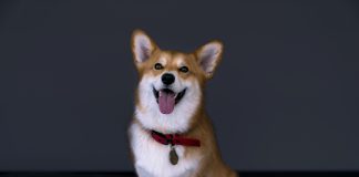 Co ciekawego na Netfix? COWBOY BEPOP