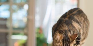 Suplementy dla kotów – czy warto je kupować? kot jedzący z miski