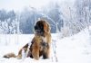 Leonberger – najważniejsze informacje o rasie Leonberger