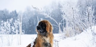 Leonberger – najważniejsze informacje o rasie Leonberger