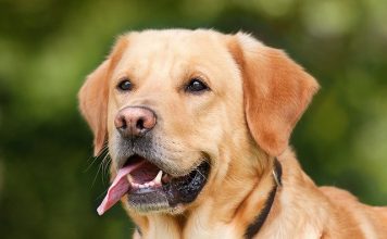 Witaminy dla psa. Czy każdy pupil ich potrzebuje? pies suplementacja