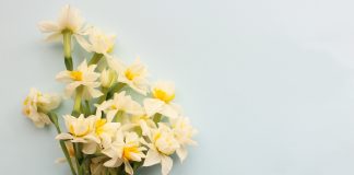 Narcyzy – co to za kwiaty? bukiet narcyzów