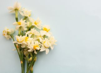 Narcyzy – co to za kwiaty? bukiet narcyzów