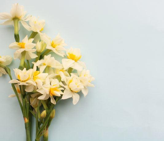 Narcyzy – co to za kwiaty? bukiet narcyzów
