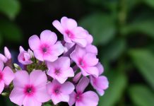 Floks wiechowaty. Wszystko, co warto wiedzieć o jego uprawie! floksy