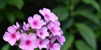 Floks wiechowaty. Wszystko, co warto wiedzieć o jego uprawie! floksy